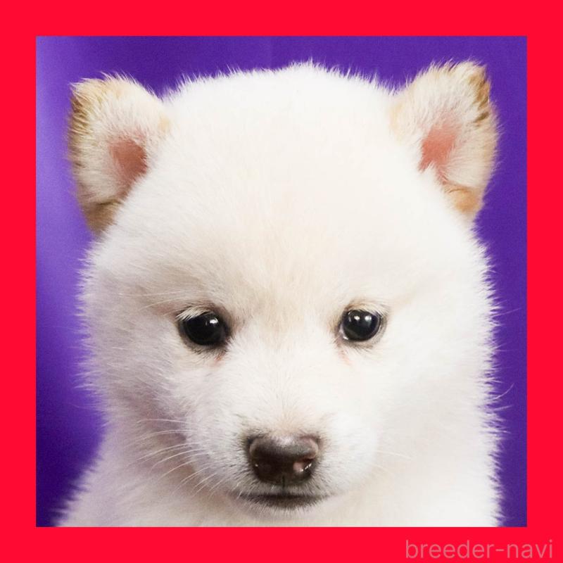 販売中の愛知県の柴犬-406507の1枚目
